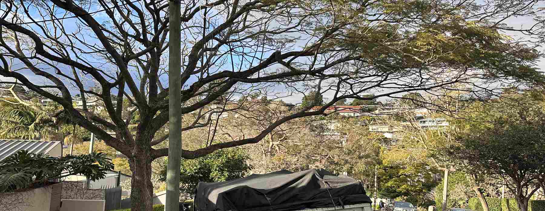 Truck parked under a big gum